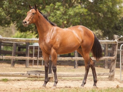 Star Studded Group on Offer at 2021 Magic Millions Gold Coas ... Image 1